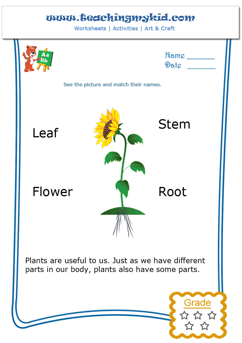 Worksheet Parts Of Plants Worksheet Grass Fedjp Worksheet Study Site